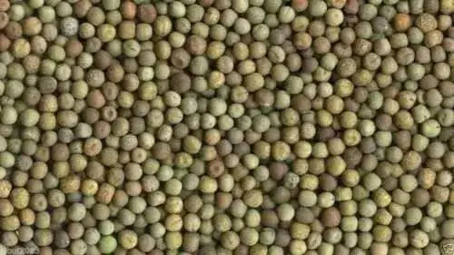 Austrian Winter Peas-Wildlife ,Food Plots,Cover Crops , Grazing..