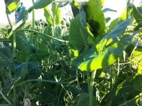 Austrian Winter Peas-Wildlife ,Food Plots,Cover Crops , Grazing..