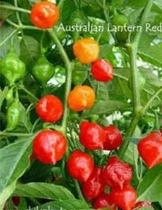 AUSTRALIAN LANTERN RED , Seeds (Capsicum chinense) very hot - Caribbean garden seed