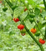 AUSTRALIAN LANTERN RED , Seeds (Capsicum chinense) very hot - Caribbean garden seed