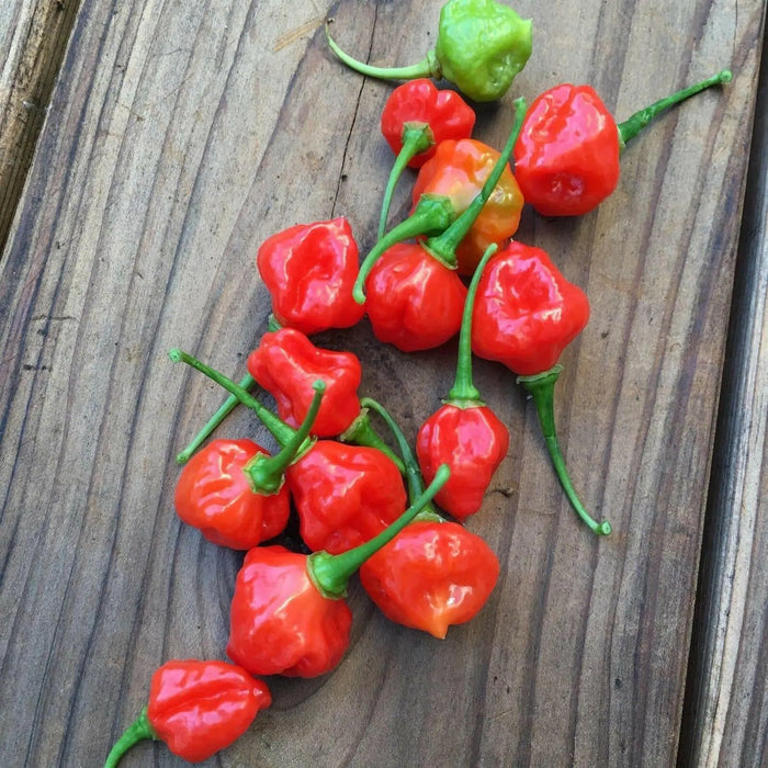AUSTRALIAN LANTERN RED , Seeds (Capsicum chinense) very hot - Caribbean garden seed