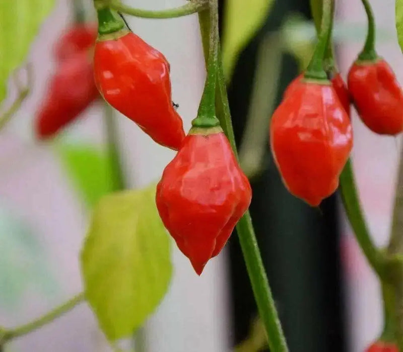 AUSTRALIAN LANTERN RED , Seeds (Capsicum chinense) very hot - Caribbean garden seed