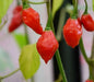 AUSTRALIAN LANTERN RED , Seeds (Capsicum chinense) very hot - Caribbean garden seed