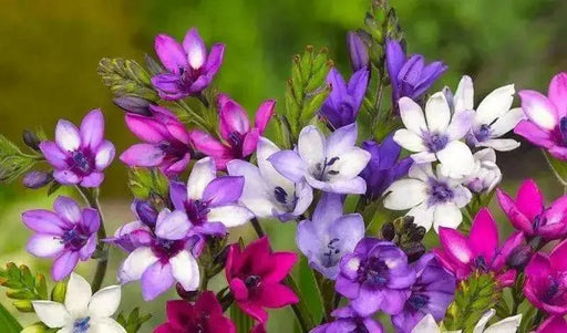 Babiana-stricta-Baboon-Flower-Mix-BULBS - Caribbean garden seed