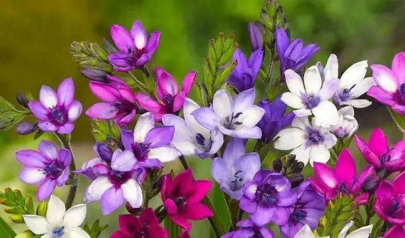 Babiana-stricta-Baboon-Flower-Mix-BULBS - Caribbean garden seed
