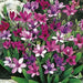 Babiana-stricta-Baboon-Flower-Mix-BULBS - Caribbean garden seed