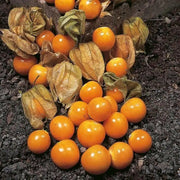 Aunt Molly’s ground cherry Seeds, Cape Gooseberry - Caribbean garden seed