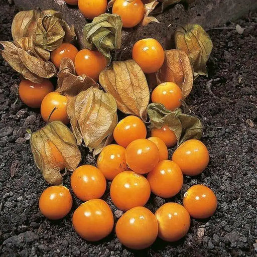Aunt Molly’s ground cherry Seeds, Cape Gooseberry - Caribbean garden seed