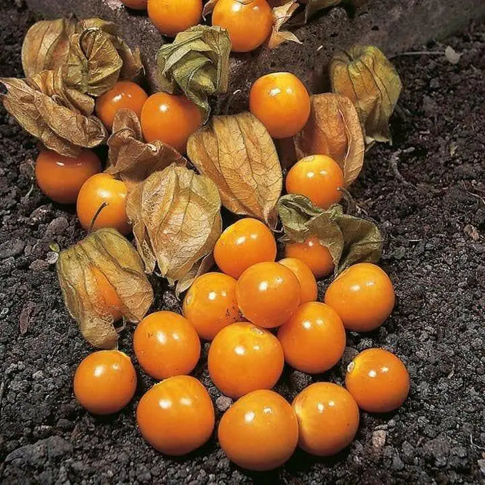 Aunt Molly’s ground cherry Seeds, Cape Gooseberry - Caribbean garden seed