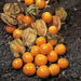 Aunt Molly’s ground cherry Seeds, Cape Gooseberry - Caribbean garden seed