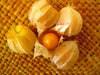Aunt Molly’s ground cherry Seeds, Cape Gooseberry - Caribbean garden seed