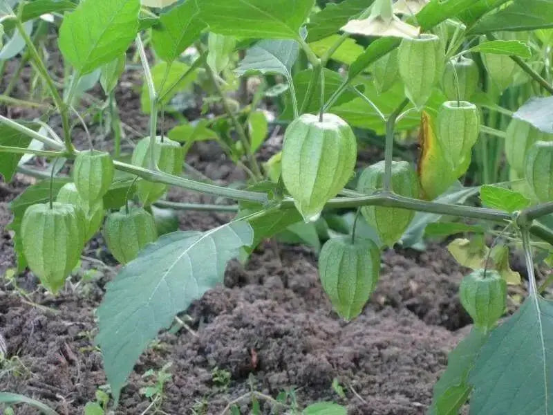Aunt Molly’s ground cherry Seeds, Cape Gooseberry - Caribbean garden seed
