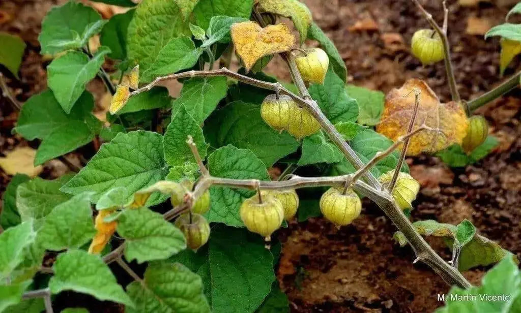 Aunt Molly’s ground cherry Seeds, Cape Gooseberry - Caribbean garden seed