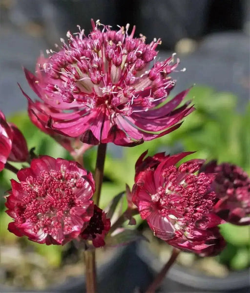 Astrantia Star of FIRE ( plant/Root) Perennial - Caribbean garden seed