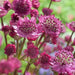 Astrantia Star of FIRE ( plant/Root) Perennial - Caribbean garden seed