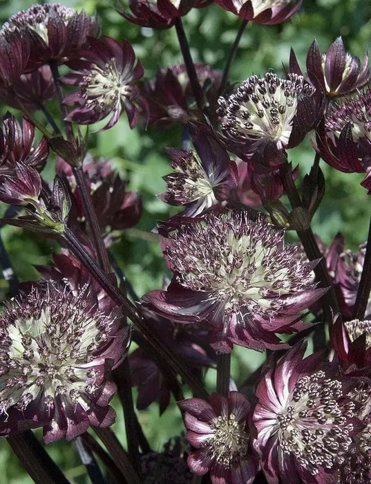 Astrantia Star of FIRE ( plant/Root) Perennial - Caribbean garden seed