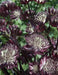 Astrantia Star of FIRE ( plant/Root) Perennial - Caribbean garden seed