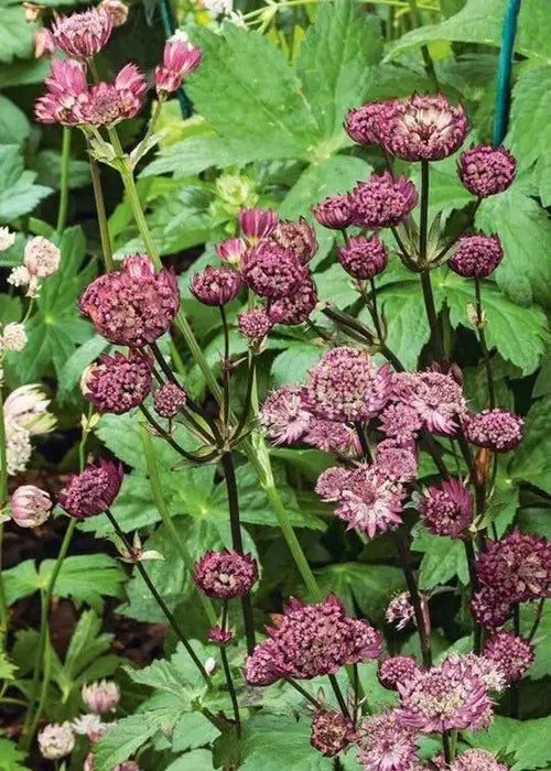 Astrantia Star of FIRE ( plant/Root) Perennial - Caribbean garden seed