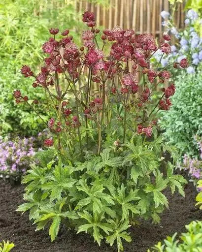 Astrantia Star of FIRE ( plant/Root) Perennial - Caribbean garden seed