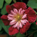 AVANT GRADE CLEMATIS , 2.5 ' POT STARTER PLANT, PERENNIAL VINE - Caribbean garden seed