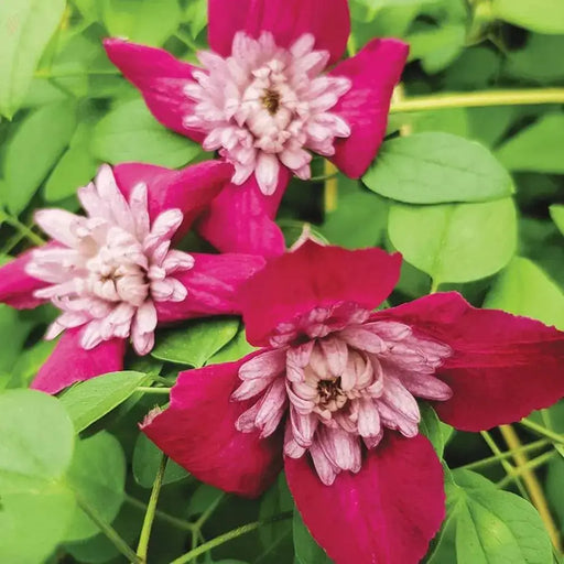 AVANT GRADE CLEMATIS , 2.5 ' POT STARTER PLANT, PERENNIAL VINE - Caribbean garden seed