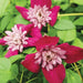 AVANT GRADE CLEMATIS , 2.5 ' POT STARTER PLANT, PERENNIAL VINE - Caribbean garden seed