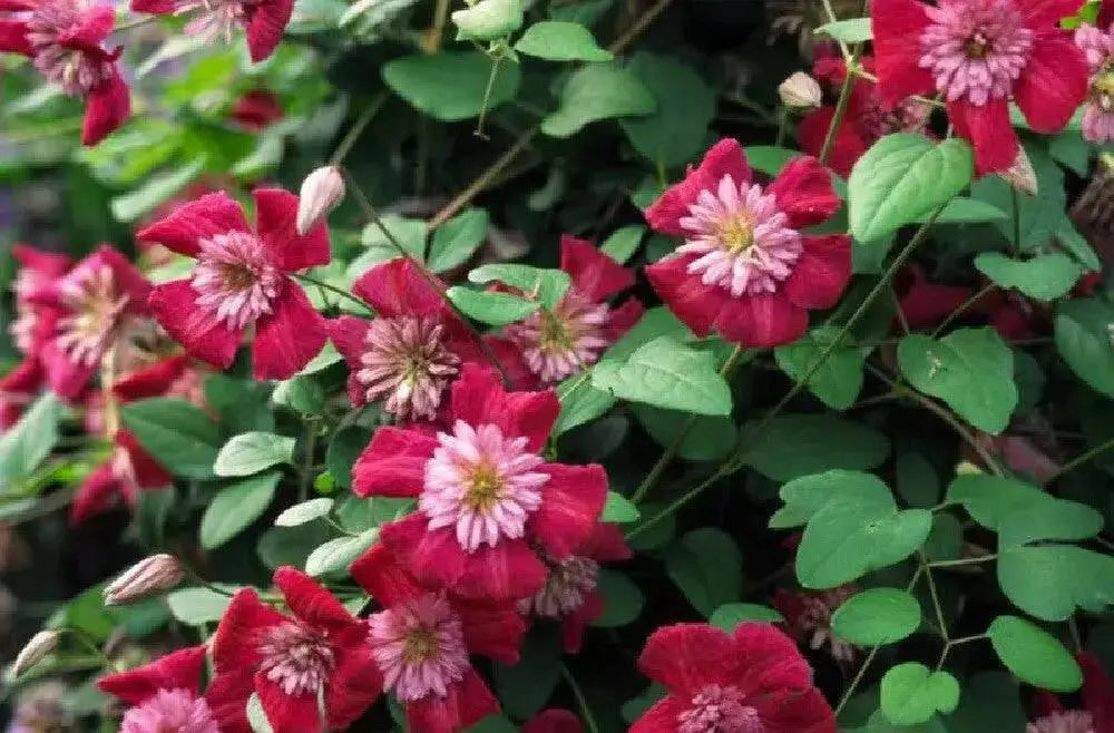 AVANT GRADE CLEMATIS , 2.5 ' POT STARTER PLANT, PERENNIAL VINE - Caribbean garden seed