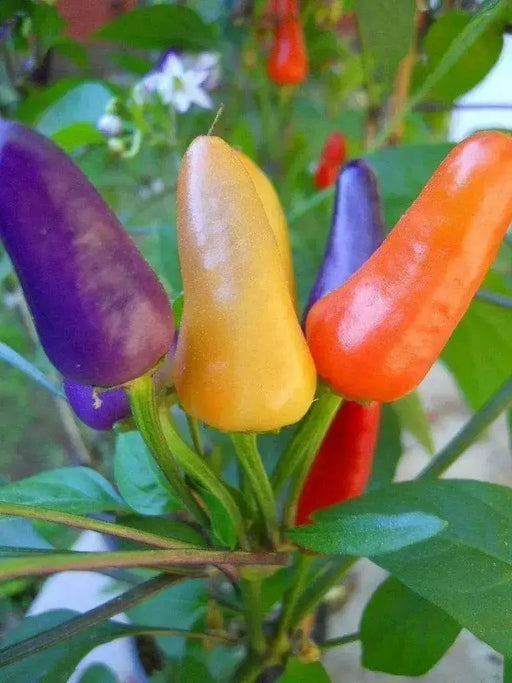 Aurora Pepper Seeds (Capsicum annuum ) Ornamental Peppers, Edible - Caribbean garden seed
