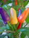 Aurora Pepper Seeds (Capsicum annuum ) Ornamental Peppers, Edible - Caribbean garden seed