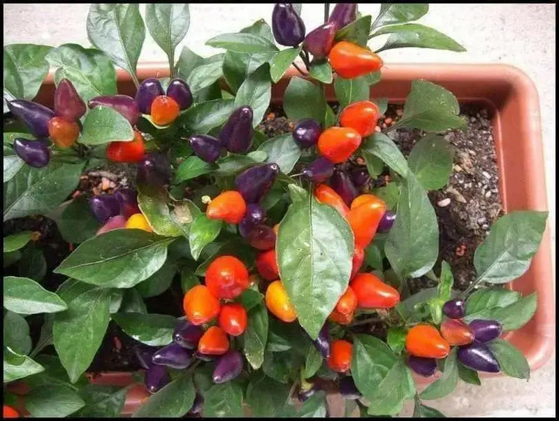 Aurora Pepper Seeds (Capsicum annuum ) Ornamental Peppers, Edible - Caribbean garden seed