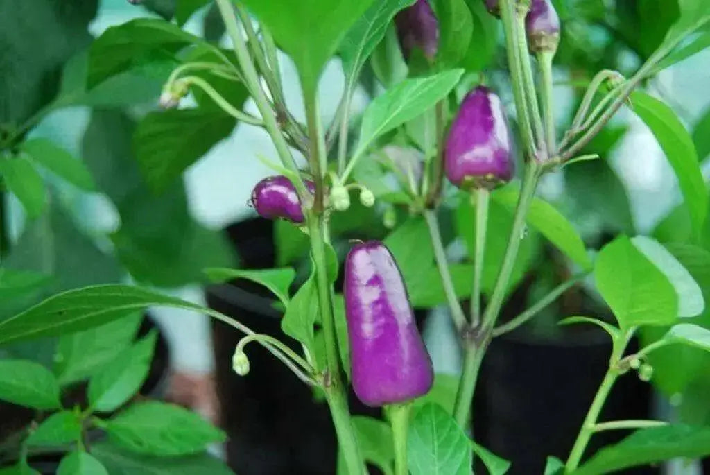 Aurora Pepper Seeds (Capsicum annuum ) Ornamental Peppers, Edible - Caribbean garden seed