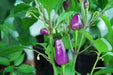 Aurora Pepper Seeds (Capsicum annuum ) Ornamental Peppers, Edible - Caribbean garden seed