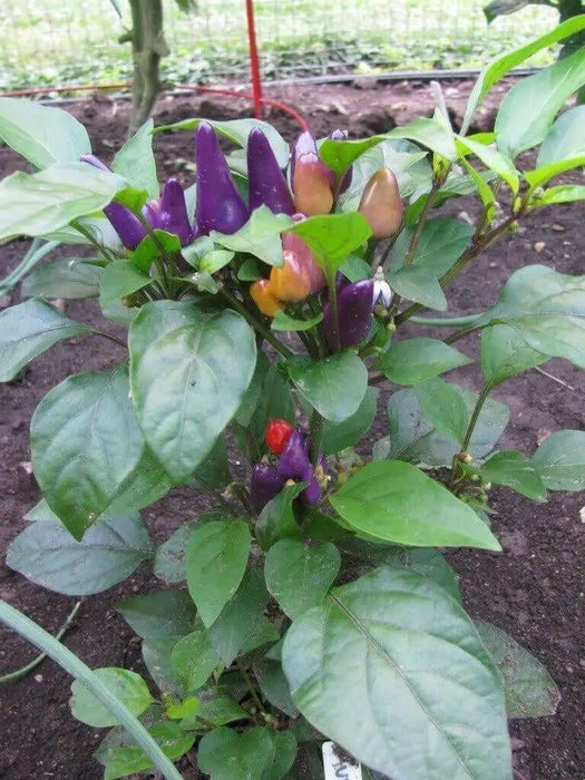 Aurora Pepper Seeds (Capsicum annuum ) Ornamental Peppers, Edible - Caribbean garden seed