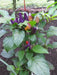 Aurora Pepper Seeds (Capsicum annuum ) Ornamental Peppers, Edible - Caribbean garden seed