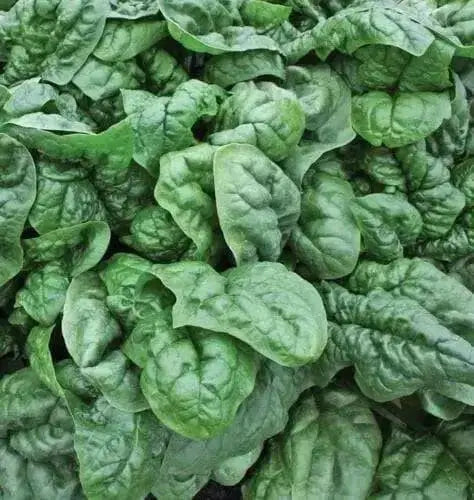 Avon Spinach Seed, annual vegetable - Caribbean garden seed
