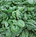 Avon Spinach Seed, annual vegetable - Caribbean garden seed