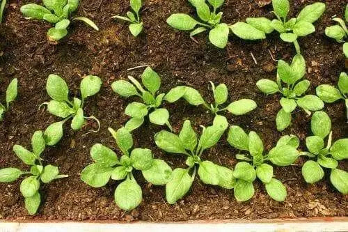Avon Spinach Seed, annual vegetable - Caribbean garden seed