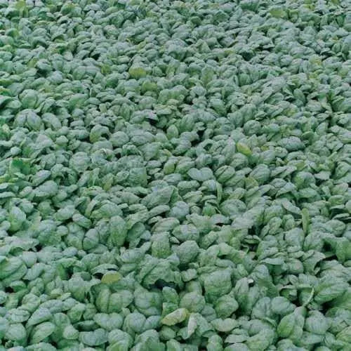 Avon Spinach Seed, annual vegetable - Caribbean garden seed