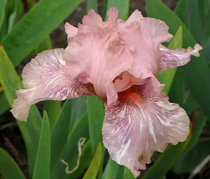 BABOON BOTTOM Bearded Iris, BAREROOT Plants, Iris Germanica - Caribbean garden seed