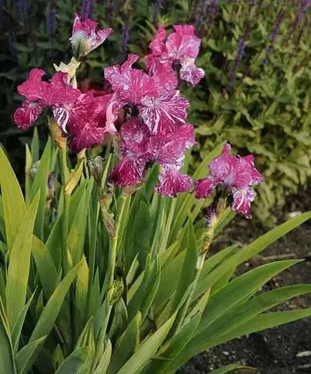 BABOON BOTTOM Bearded Iris, BAREROOT Plants, Iris Germanica - Caribbean garden seed