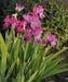BABOON BOTTOM Bearded Iris, BAREROOT Plants, Iris Germanica - Caribbean garden seed
