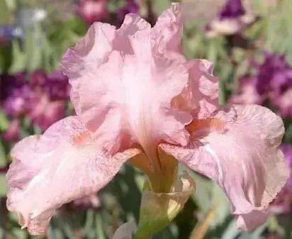 BABOON BOTTOM Bearded Iris, BAREROOT Plants, Iris Germanica - Caribbean garden seed