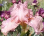 BABOON BOTTOM Bearded Iris, BAREROOT Plants, Iris Germanica - Caribbean garden seed