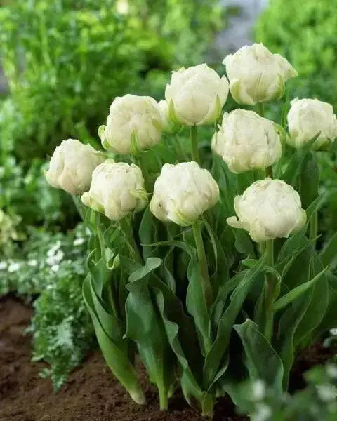 AVANT GRADE Tulip Bulbs, Double Early ,spring Flowers, Fall planting - Caribbean garden seed