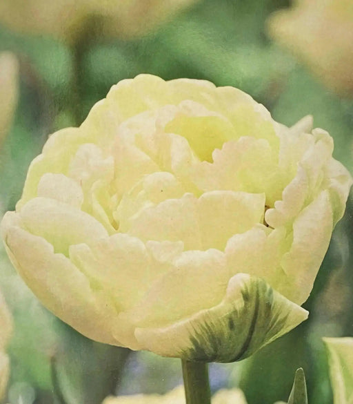 AVANT GRADE Tulip Bulbs, Double Early ,spring Flowers, Fall planting - Caribbean garden seed