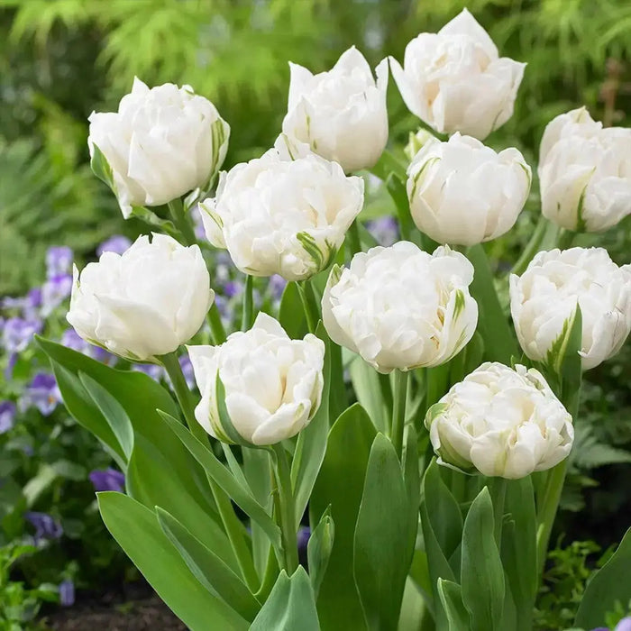 AVANT GRADE Tulip Bulbs, Double Early ,spring Flowers, Fall planting - Caribbean garden seed