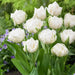 AVANT GRADE Tulip Bulbs, Double Early ,spring Flowers, Fall planting - Caribbean garden seed