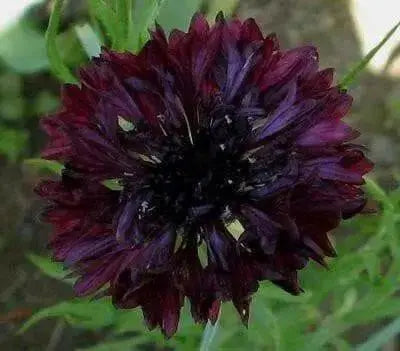 Bachelor Button Seeds- Double Ball Black -,Centaurea Cyanus - Caribbean garden seed