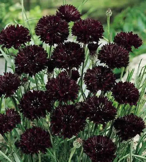 Bachelor Button Seeds- Double Ball Black -,Centaurea Cyanus - Caribbean garden seed