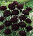 Bachelor Button Seeds- Double Ball Black -,Centaurea Cyanus - Caribbean garden seed